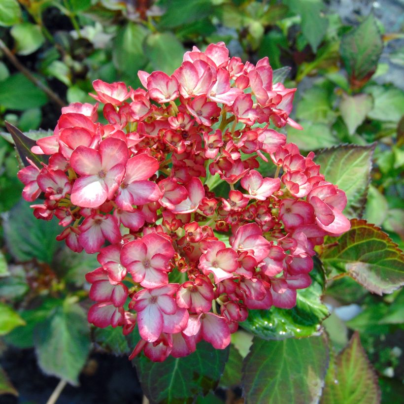 Jalohortensia Mirai (Kukinta)
