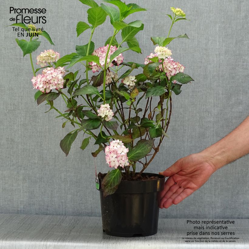 Esimerkki kesällä toimitetusta Hortensia - Hydrangea macrophylla Mirai 3 litran/4 litran ruukku-taimesta