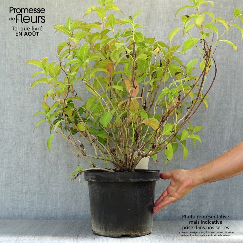 Esimerkki kesällä toimitetusta Hortensia - Hydrangea macrophylla Mirai Pot de 7,5L/10L-taimesta