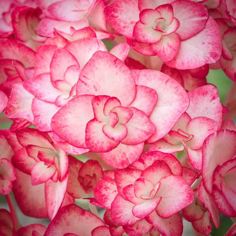 Jalohortensia Miss Saori (Kukinta)