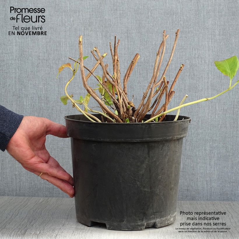 Esimerkki syksyllä toimitetusta Jalohortensia Mme Emile Mouillière 7,5 litran / 10 litran ruukku-taimesta