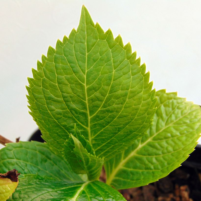 Jalohortensia Mousseline (Lehvistö)