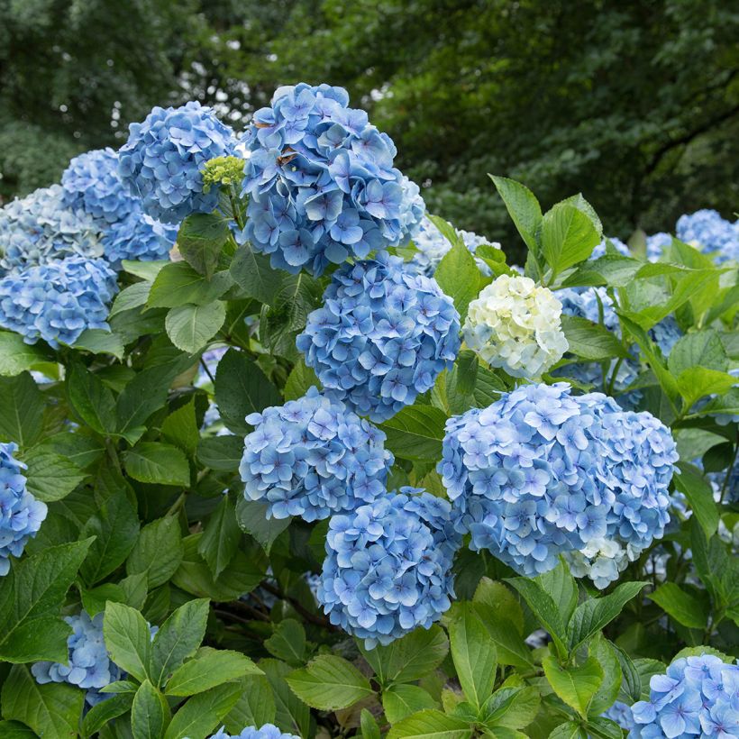 Jalohortensia Mousseline (Kukinta)