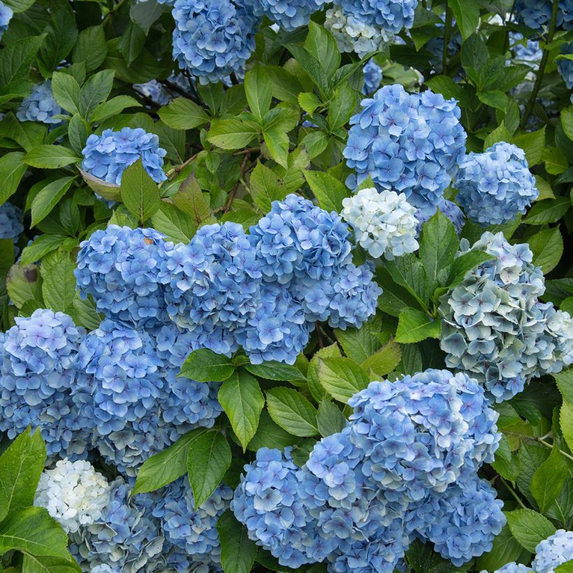 Jalohortensia Mousseline (Kasvutapa)