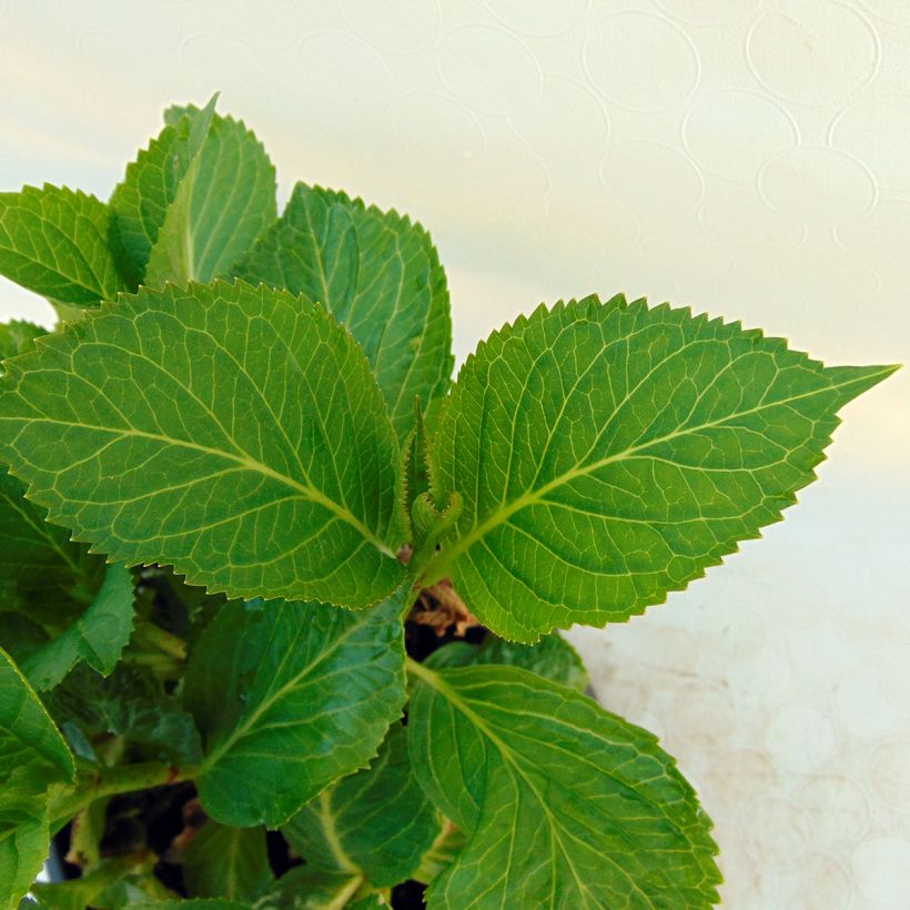 Jalohortensia Nachtigall (Lehvistö)