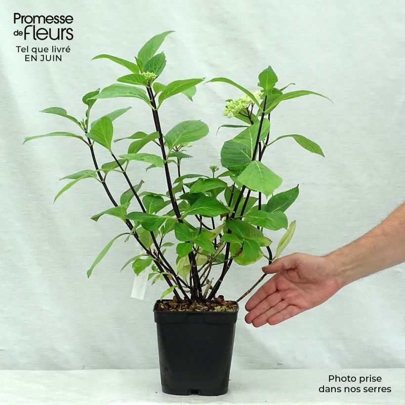Esimerkki kesällä toimitetusta Jalohortensia Nigra 4 litran/5 litran ruukku-taimesta