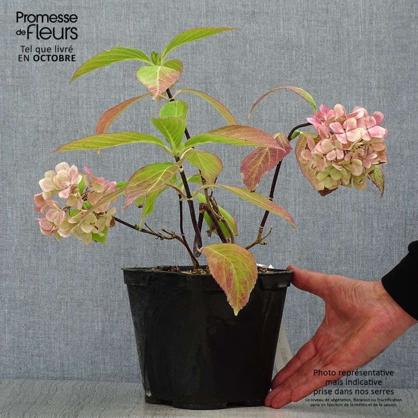 Esimerkki syksyllä toimitetusta Jalohortensia Nigra 4 litran/5 litran ruukku-taimesta