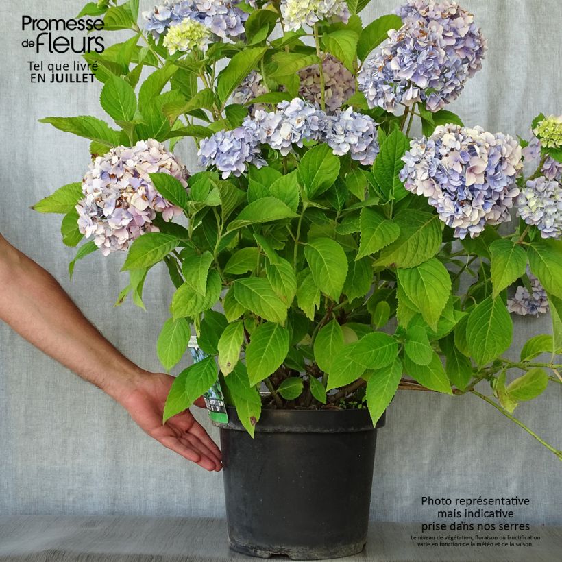 Esimerkki kesällä toimitetusta Jalohortensia Nikko Blue 7,5 litran / 10 litran ruukku-taimesta