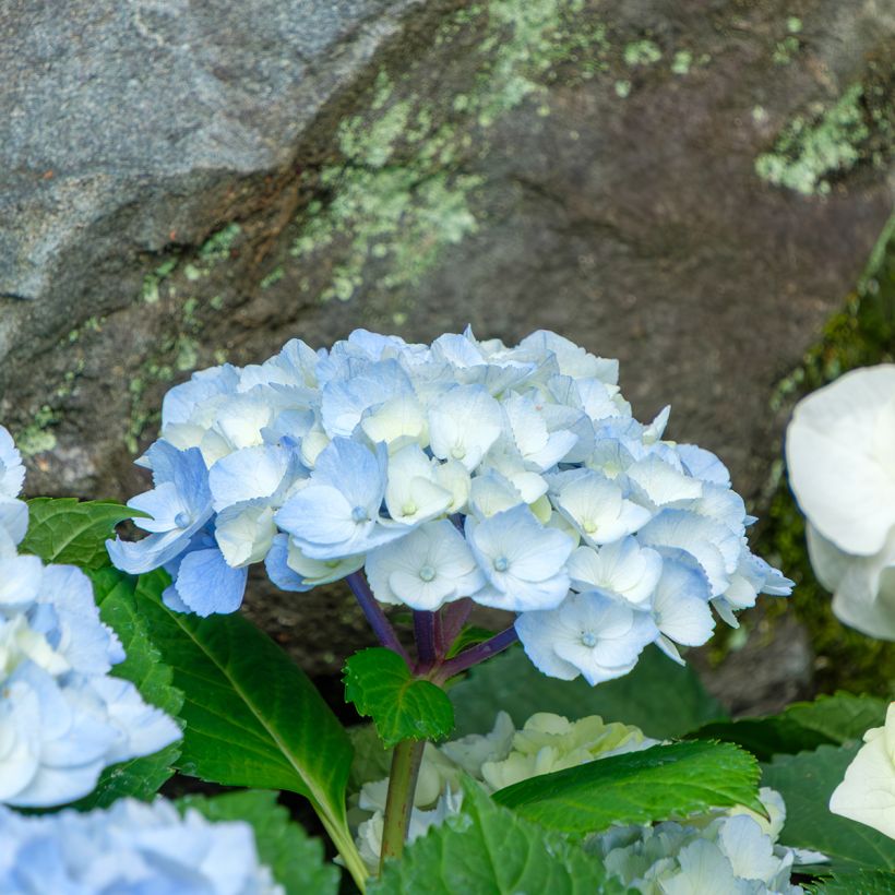 Jalohortensia Nikko Blue (Kukinta)