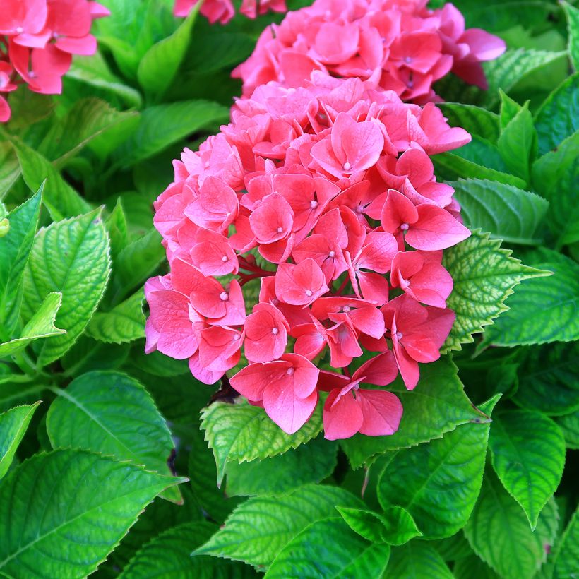 Jalohortensia Pia (Kukinta)