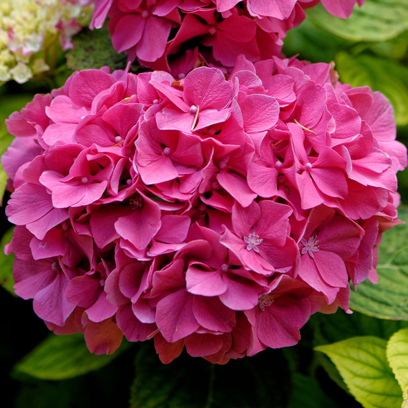 Jalohortensia Pink Pop (Kukinta)
