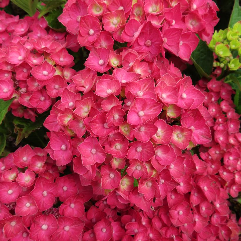 Jalohortensia Choco Love (Kukinta)