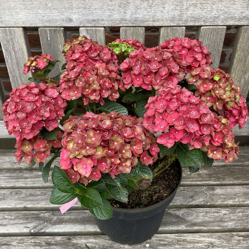 Jalohortensia Choco Love (Kasvutapa)