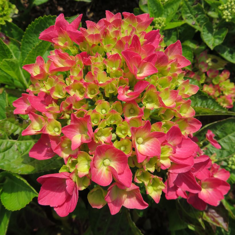 Jalohortensia Dark Pink Love (Kukinta)