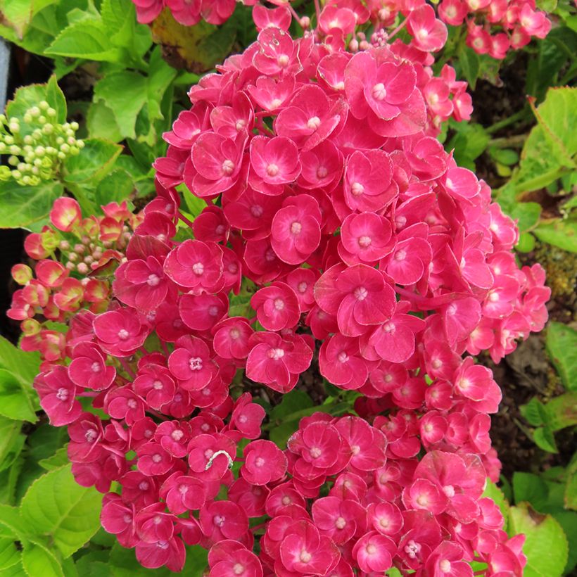 Jalohortensia Ferrari Love (Kukinta)