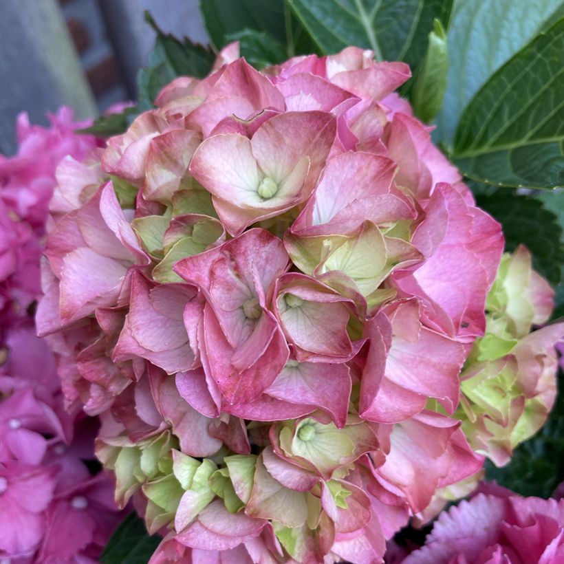 Jalohortensia Pink Love (Kukinta)