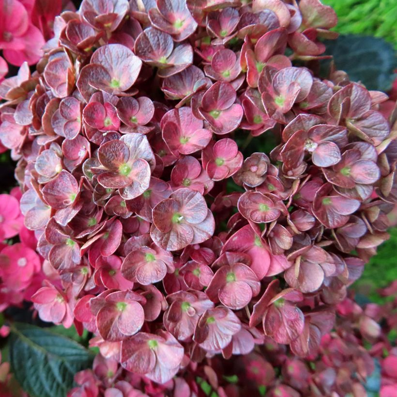 Jalohortensia Pistachio Love (Kukinta)