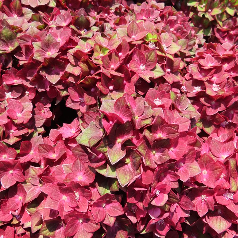 Jalohortensia Rebellion Red Love (Kukinta)