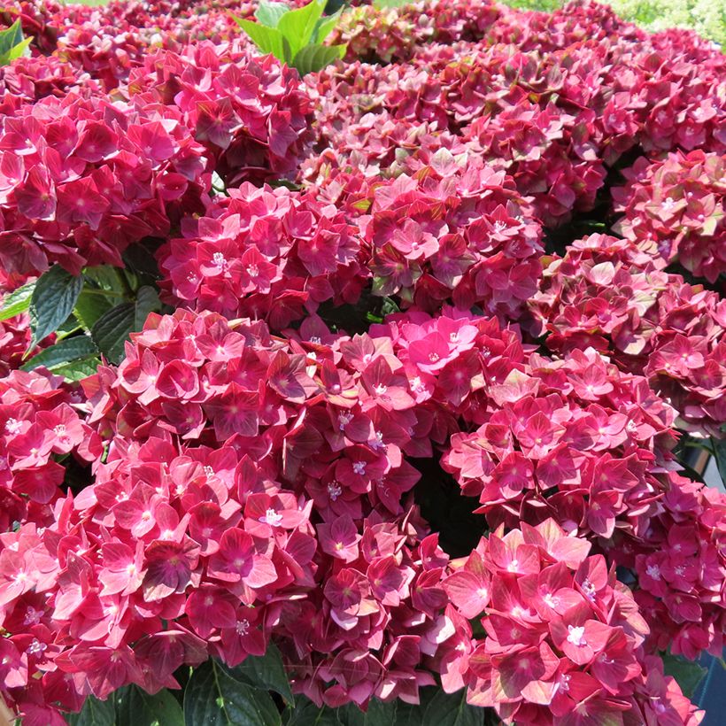 Jalohortensia Rebellion Red Love (Kasvutapa)