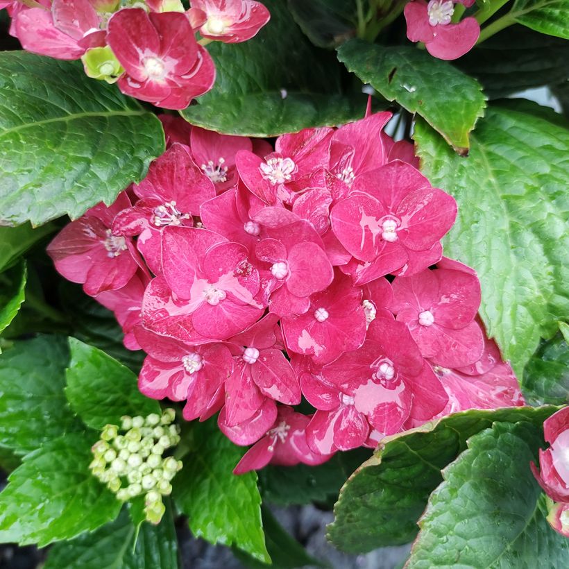 Jalohortensia Music Collection Red Reggae (Kukinta)
