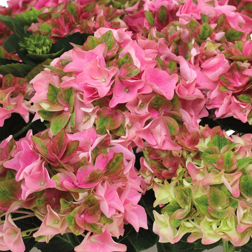 Jalohortensia Doppio Antico Fresco (Kukinta)