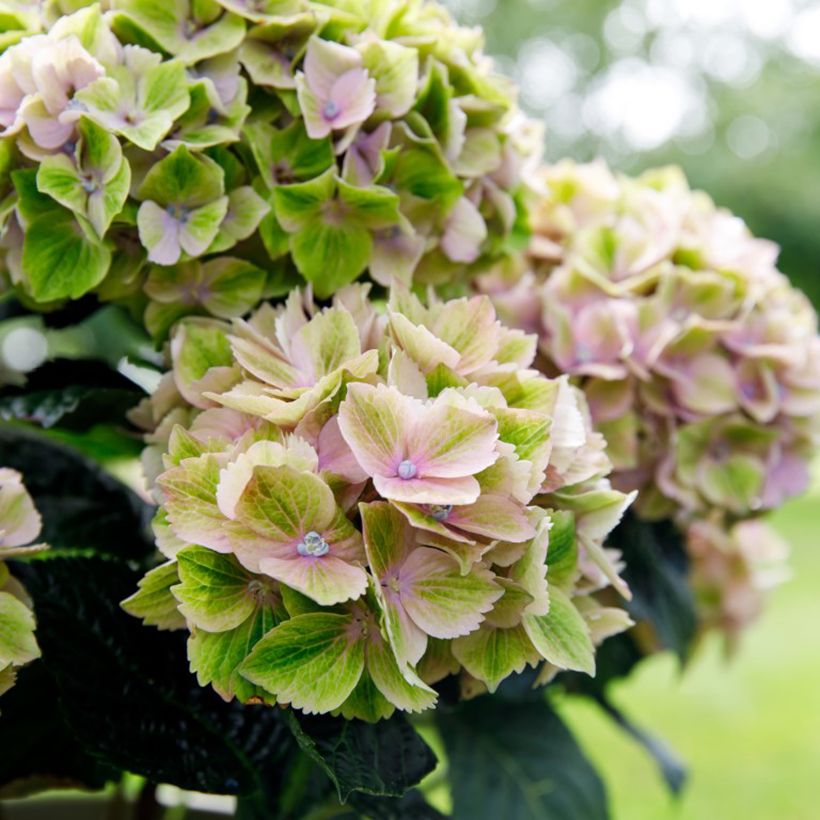 Jalohortensia Bella Pesche (Kukinta)