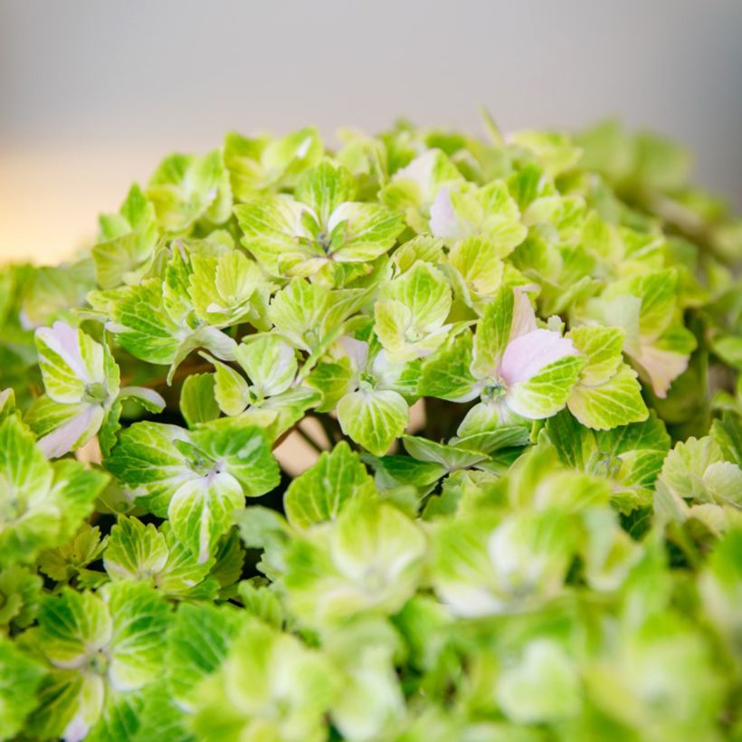 Jalohortensia Vibrant Verde (Kukinta)