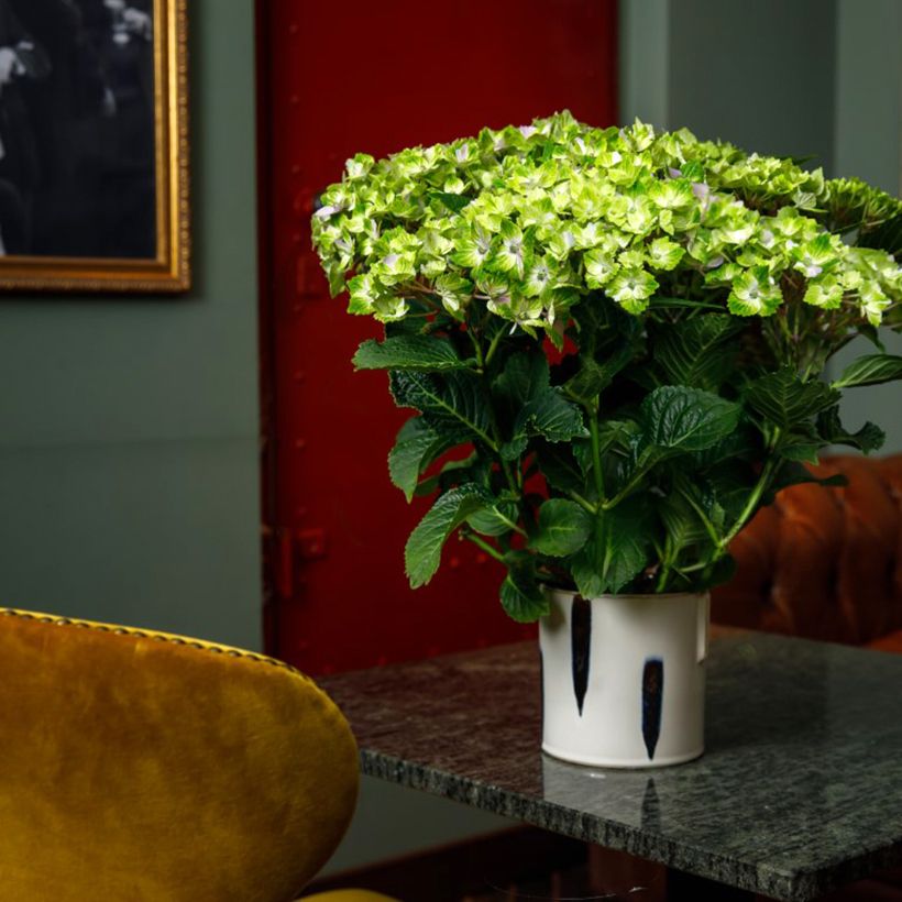 Jalohortensia Vibrant Verde (Kasvutapa)
