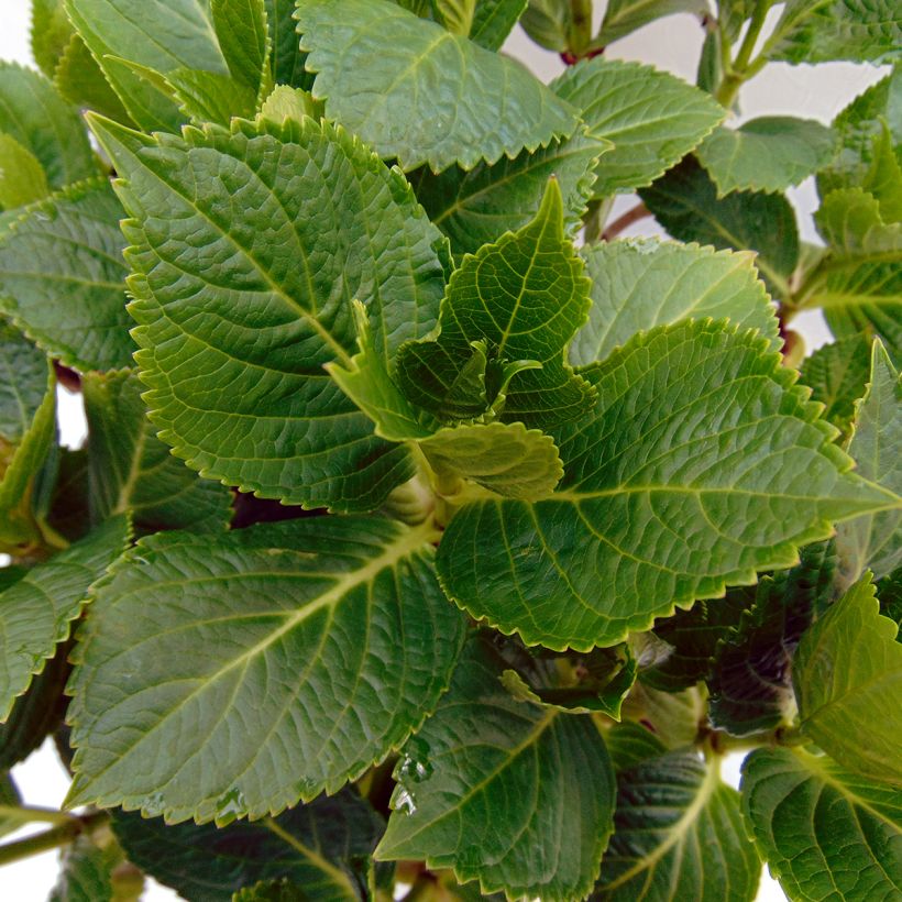 Jalohortensia Renate Steiniger (Lehvistö)