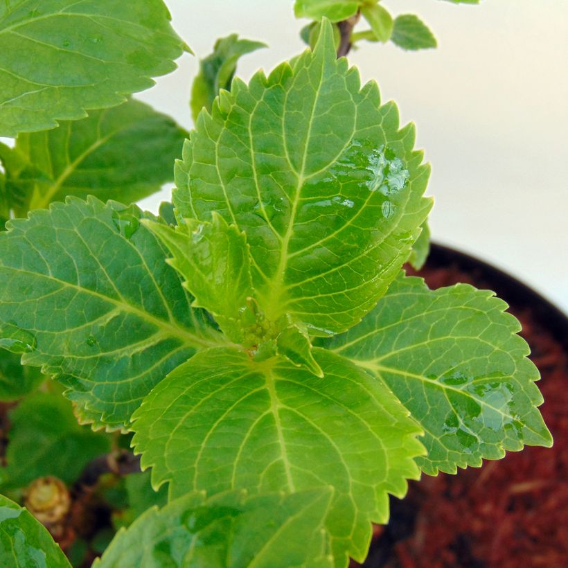Jalohortensia Rosita (Lehvistö)