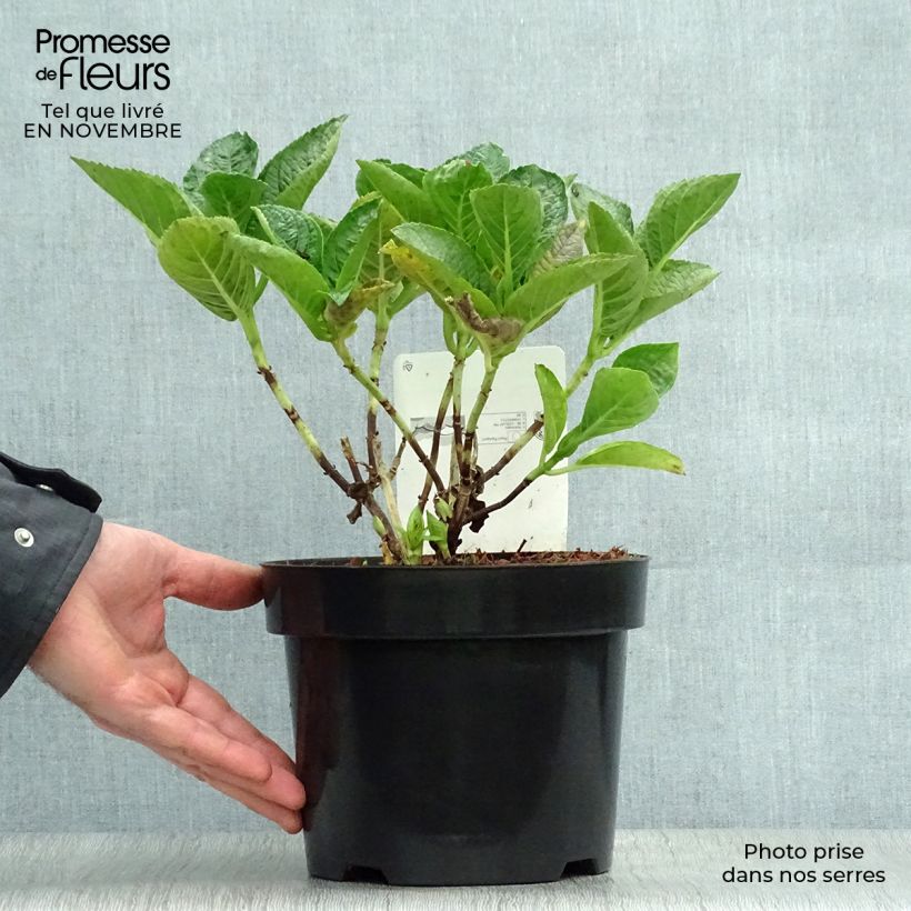 Esimerkki syksyllä toimitetusta Jalohortensia Rosita 2 litran/3 litran ruukku-taimesta