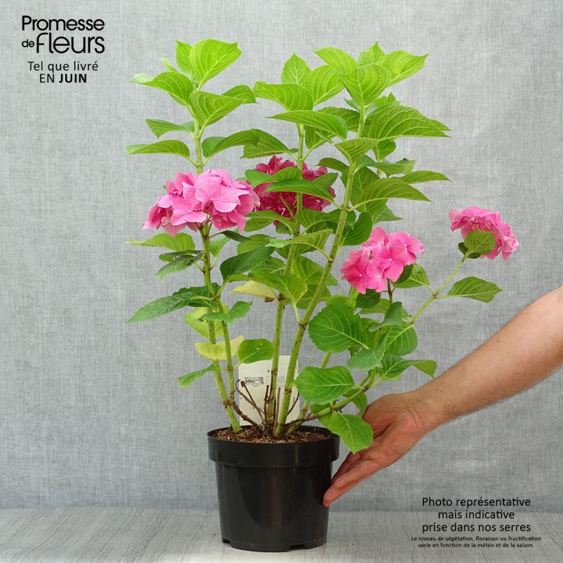 Esimerkki kesällä toimitetusta Jalohortensia Rosita 2 litran/3 litran ruukku-taimesta
