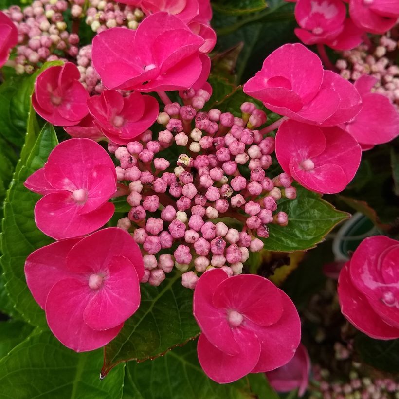 Jalohortensia Rotkehlchen (Kukinta)