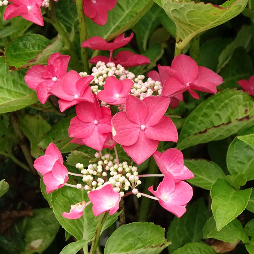 Jalohortensia Rotschwanz (Kukinta)