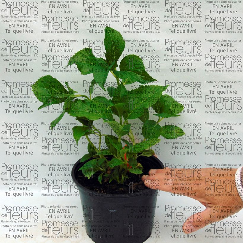 Esimerkki toimitetusta Jalohortensia Shooting Star 2 litran/3 litran ruukku-taimesta