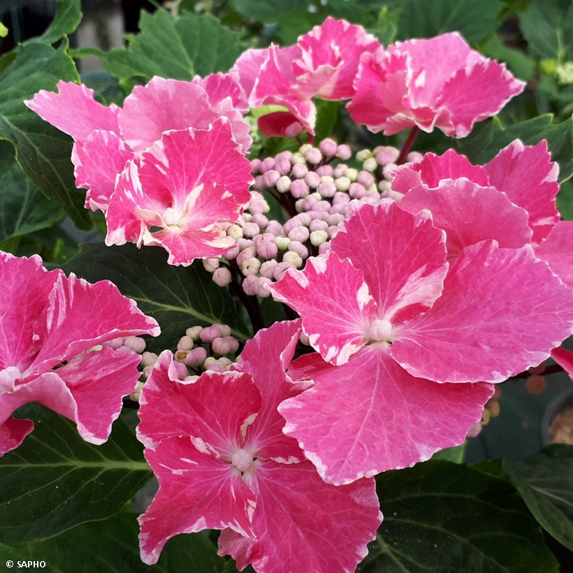 Jalohortensia So Long Aya (Kukinta)