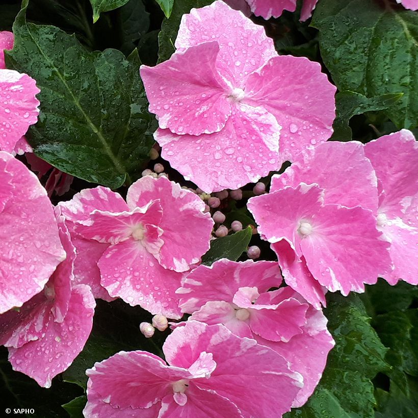 Jalohortensia So Long Starlit Sky (Kukinta)