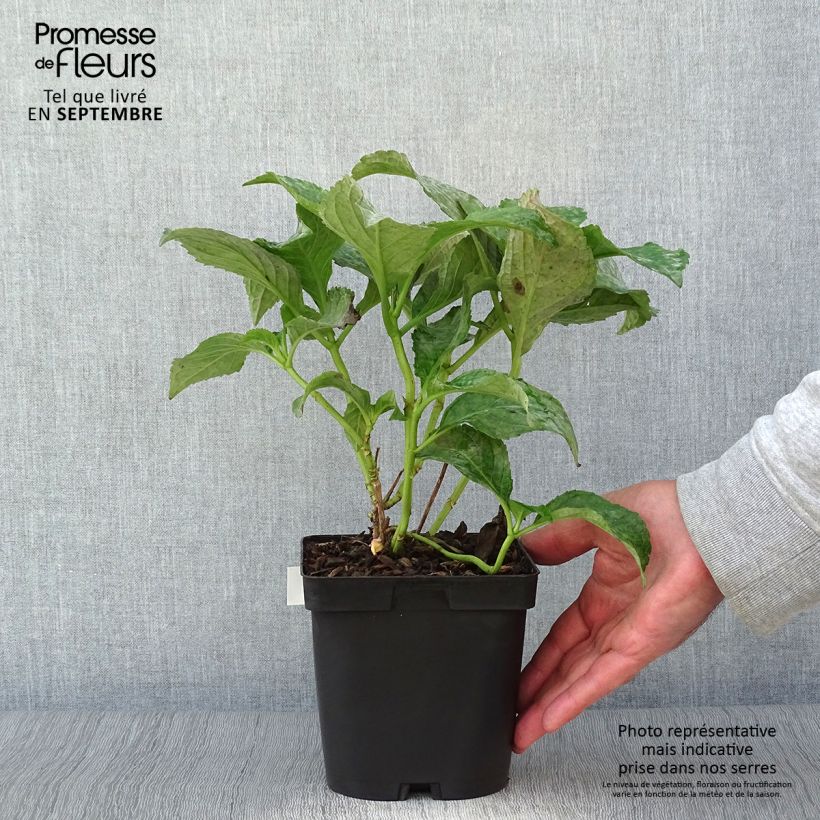 Esimerkki syksyllä toimitetusta Jalohortensia So Long Sunny 2 litran/3 litran ruukku-taimesta