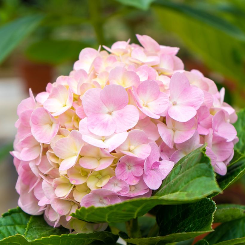 Jalohortensia Soft Pink Salsa (Kukinta)