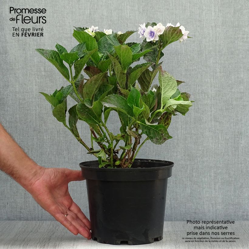 Esimerkki syksyllä toimitetusta Jalohortensia Stargazer 4 litran/5 litran ruukku-taimesta