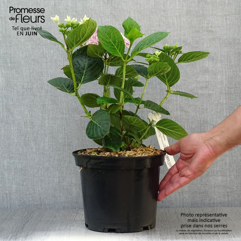 Esimerkki kesällä toimitetusta Jalohortensia Stargazer 4 litran/5 litran ruukku-taimesta