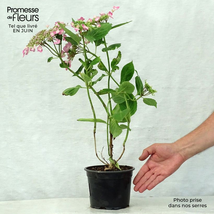 Esimerkki kesällä toimitetusta Jalohortensia Teller Pink 2 litran/3 litran ruukku-taimesta