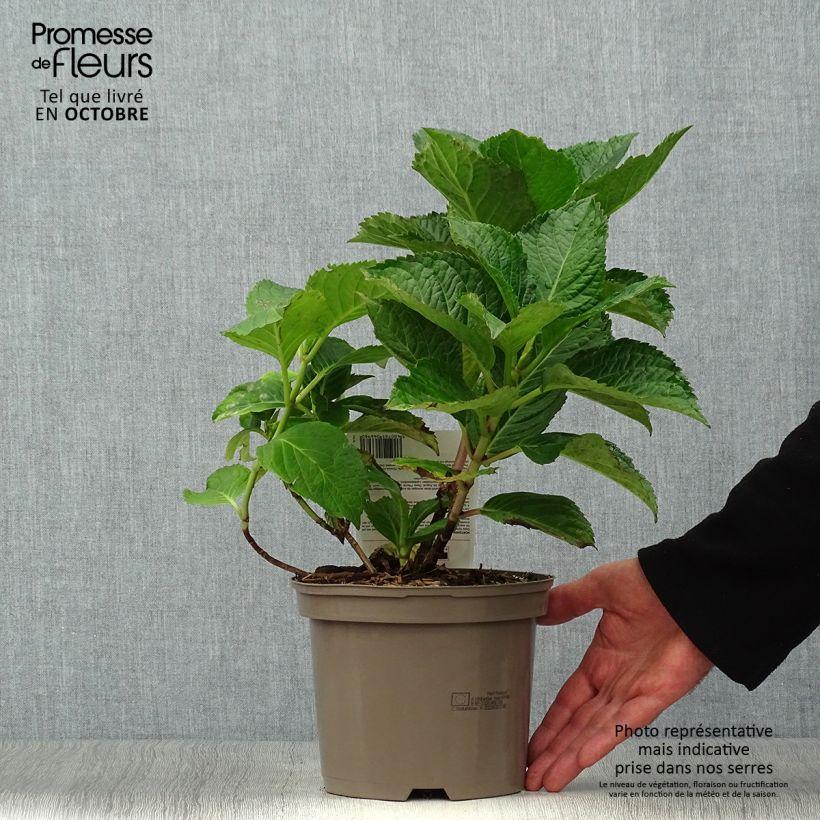 Esimerkki syksyllä toimitetusta Jalohortensia Teller Pink 2 litran/3 litran ruukku-taimesta