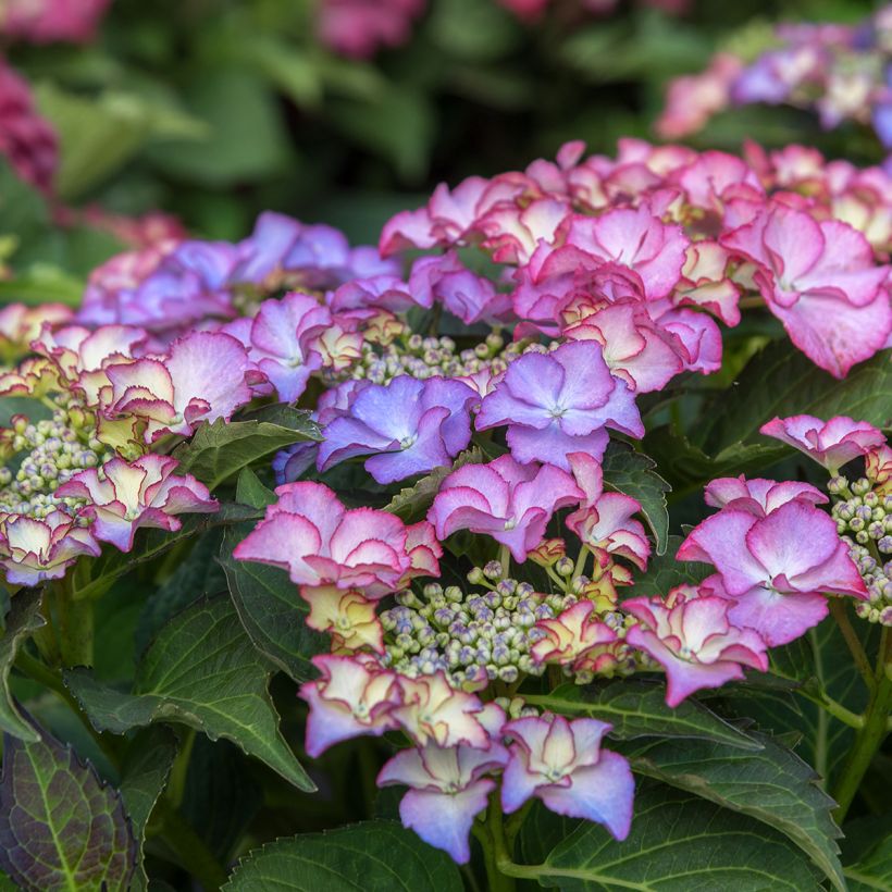 Jalohortensia Tiffany (Kukinta)