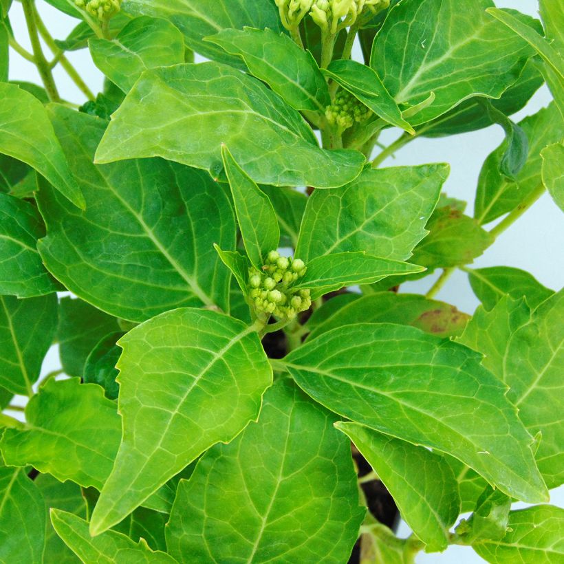 Jalohortensia Tovelit (Lehvistö)
