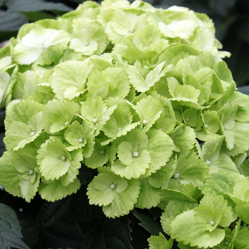 Jalohortensia Verdi (Kukinta)