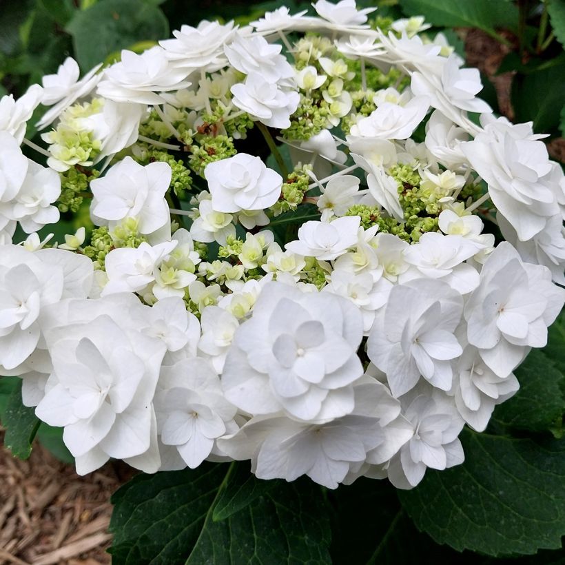 Jalohortensia Wedding Gown (Kukinta)