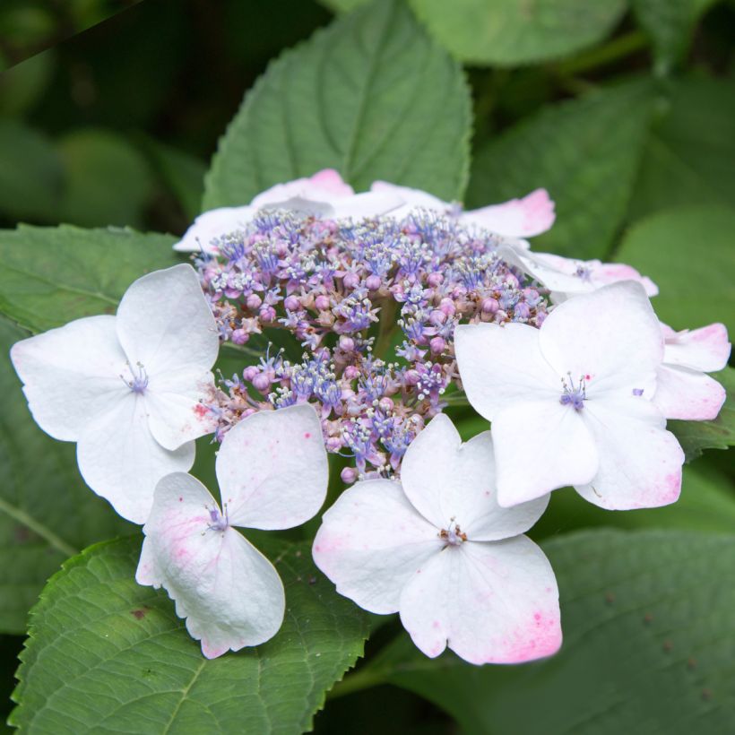 Jalohortensia White Wave (Kukinta)