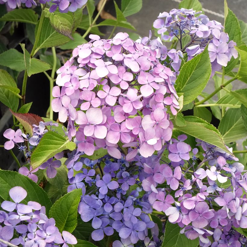 Jalohortensia Yamato (Kukinta)