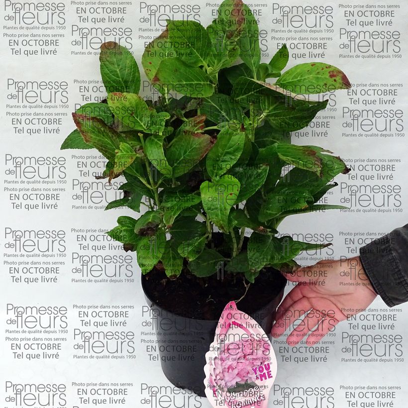 Esimerkki toimitetusta Jalohortensia You and Me Romance 4 litran/5 litran ruukku-taimesta